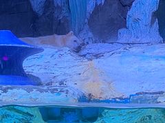 -海合安青岛极地海洋公园