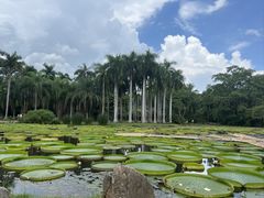 -中国科学院西双版纳热带植物园