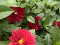 -庐山风景区花径公园