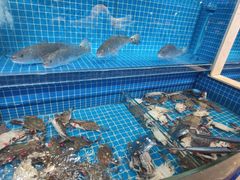 螃蟹（飞蟹）-乔哥铭洋海鲜自助(皇城恒隆广场店)