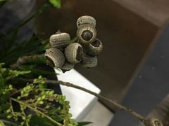 -Butchart布查德鲜花(花艺设计中心)