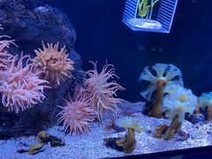 -大阪海游馆