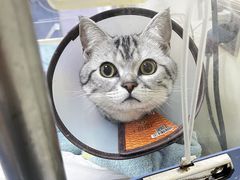 -瑞鹏宠物医院·爱宠堂(环西分院)