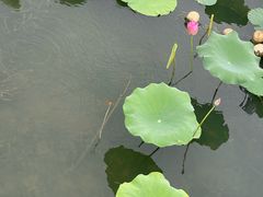 -金银湖国家城市湿地公园