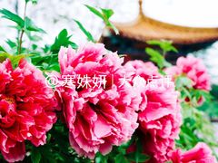 -洛阳市隋唐城遗址植物园