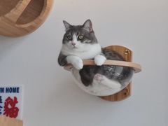 -Catmate·猫肥家润(金润铂宫店)