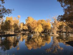 -金塔沙漠胡杨林景区