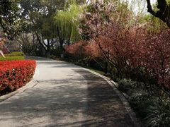 -金鸡湖桃花岛
