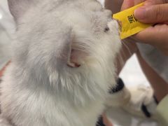 -艾吉宠物医院·疑难杂症转诊中心·猫友好(碧江路院)
