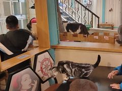 大堂-猫小院猫主题咖啡厅(北锣店)