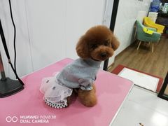 -欣怡宠物店