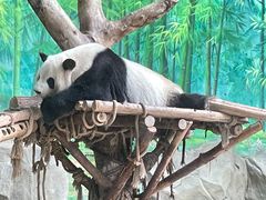 -灵玲国际马戏城