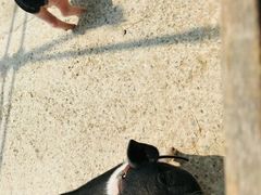 -前小桔亲子创意农场·草莓采摘·露营烧烤