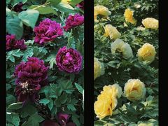 -曹州百花园