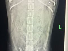 -宠颐生动物医院·心脏科·保险定点(锦阳分院)