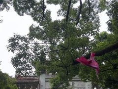 -普陀山风景名胜区-法雨禅寺