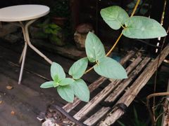 -斯多格书乡(北京大学畅春园店)