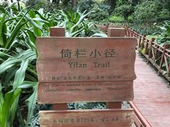 景点-金花茶公园