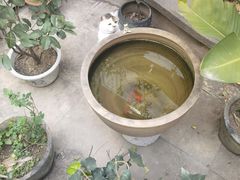 -梵猫·轻客栈(大理古城北门店)