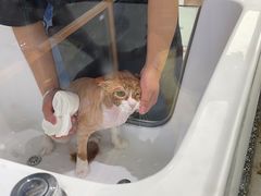 -FAELING PETS美天灵宠物(富力广场店)