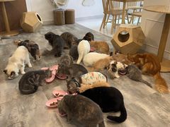 -楼上猫咖(罗湖店)