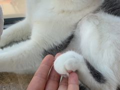-Catmate·猫肥家润(金润铂宫店)