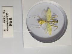 -上海昆虫博物馆