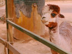 -辛玛王国游乐园