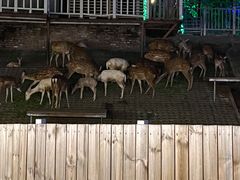 -北京鹿世界主题园