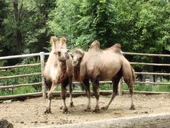 -青藏高原野生动物园