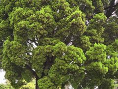 -墨尔本皇家植物园