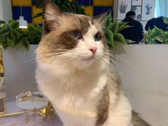 -喵喵咪呀布偶猫咖(春熙路店)