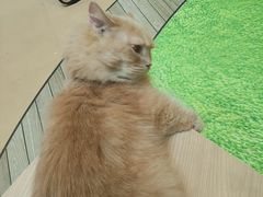 -爪爪喵星球·猫舍(卓悦中心店)