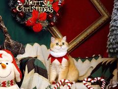 -超宠爱宠物摄影-Super pet