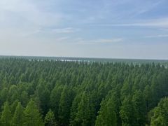 -黄海国家森林公园