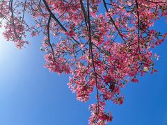 -风云岭森林公园