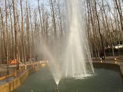 -合肥滨湖国家森林公园