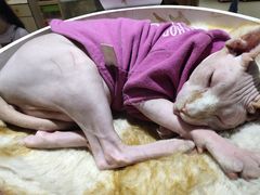 -藏猫猫咖啡主题馆(中央大道店)