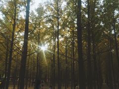 -汉景帝阳陵博物院
