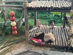 -大连森林动物园