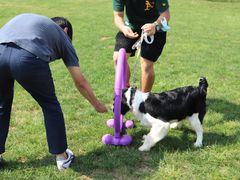 -趣玩宠物乐园寄养训犬训狗游泳池