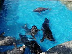 -华夏文旅海洋公园