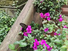 -峨眉山报国寺