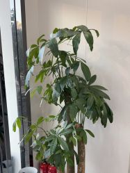-苗方清颜专业祛痘·皮肤管理