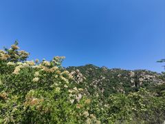 -大岭沟猕猴桃谷风景区