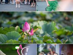 -荷兰花海