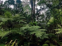 -新加坡植物园