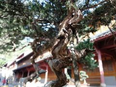 -普陀山风景名胜区-法雨禅寺