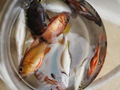 -铭轩中餐厅·海南菜·粤菜(亚龙湾瑞吉店)