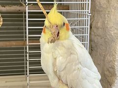 -吉丁鸟咖·异宠·寄养